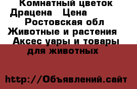 Комнатный цветок Драцена › Цена ­ 6 000 - Ростовская обл. Животные и растения » Аксесcуары и товары для животных   